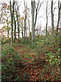 Narrow path through Bacton Wood in NR28 9SJ