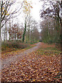 Autumn in Bacton Wood in NR28 9ST