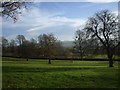 Pasture and trees beside Old Hill, Wrington in BS40 5NF