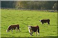 Cattle at North Standen in RG17 0GX