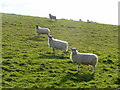 Sheep in the sunshine in SP5 5LT