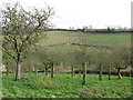 Orchard at Ford Abbey in HR6 0RZ
