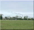 2008 : Sheep pasture near Crossroads Farm in BA13 4NH