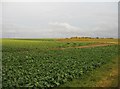 Winter beet south of Fowlmere Nature Reserve in SG8 7SL