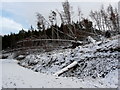 "Blowdowns" in Struie Wood in IV24 3DL