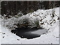 Icy pond in Struie Wood in IV24 3DL