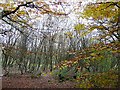Coppice of silver birch and beech in CA6 4SG
