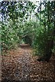 Footpath through High Wood in TN3 9AD