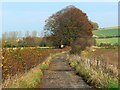 Byway, west of Beckhampton in SN11 8WP
