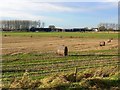 Farmland and bales, near Yatesbury in SN11 8HS