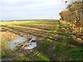 Trees, mud and a young crop, near Yatesbury in SN11 8HS