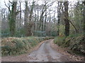 Woodland road, through Haydon Common in EX6 8EU