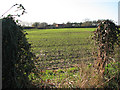 Cultivated field beside the Bure Valley Walk in NR12 7AJ