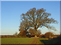 Farmland and oak, Dunsden in RG4 9NR