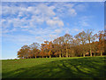 Pasture and oaks, Knowl Hill in RG10 9YJ