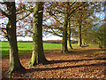Pasture with oaks, Knowl Hill in RG10 9YJ
