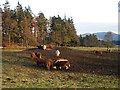 Cattle near Blair Castle in PH18 5TX