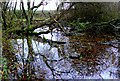 Overgrown pond near Shapwick in DT11 9JX