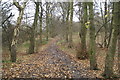 Woodland walk in Rayner Park, Danes Valley in WN2 2QT