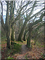 Footpath Through the Trees in Cowfold, Shermanbury & West Grinstead Ward