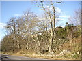 Trees below Craigour cottages in AB31 4DL