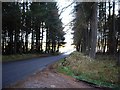 Road through Kynoch Plantation in AB31 4DN