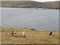 Shetland ponies near Cumlewick in ZE2 9HH