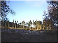 Forest clearing in Brathens Wood in AB31 5RN