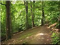 Footpath through beech trees in EH9 3HP