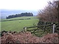 Fields and wood at Norwood Edge in LS21 2QU