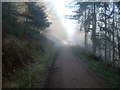 Fog and frost, Glentress Forest in EH45 8NA