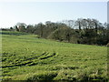 2008 : Pasture and copse near Cherry Garden Farm in BA3 5EN