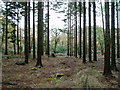 Pine Forest at Hoyton Hill in EX13 5SU