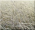 Frost covered grass in DD8 2NA