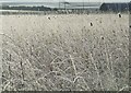 Frost covered grass, Bractullo Mill in DD8 2NA