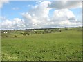View eastwards across grazing land towards the Church of St Peulan in LL63 5UP
