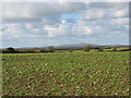 View north westwards across a field of kale at Treddolphin Farm in LL63 5UP