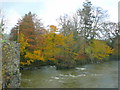 Autumn colour on the Towy banks in SA32 7LJ