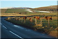 Highland Cattle near Loch of Kinnordy in DD8 5NA