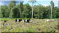 Cattle grazing on the Serpent Trail in GU28 0QL