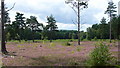 Heather on Stedham Common in GU29 0JH