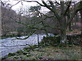 River and woods between Grasmere and Rydal Water in LA22 9SQ