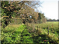 The southwestern edge of Alder Carr in NR28 0QL
