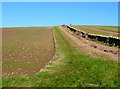 Wall and field Boundary near Sea Barn Farm in Fleet