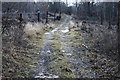Forestry road in Underlaid Wood in LA7 7BD