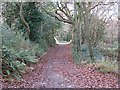 Autumn leaves on the path through Budleigh Salterton golf course in EX9 6AH