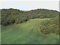 Gorse thicket on knowes near High Barcaple in DG7 2AP