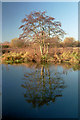 Reflection of tree on the River Kennet in RG7 4PN