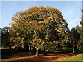 Autumnal Tree at Haden Hill Park in B64 7HS