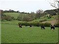 Looking up a valley to Walton Hill from Walton Farm in DY9 9RP